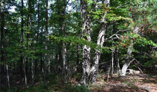 Photo #5 of Tract D Hanging Rock Forest, Danbury, NC 14.0 acres