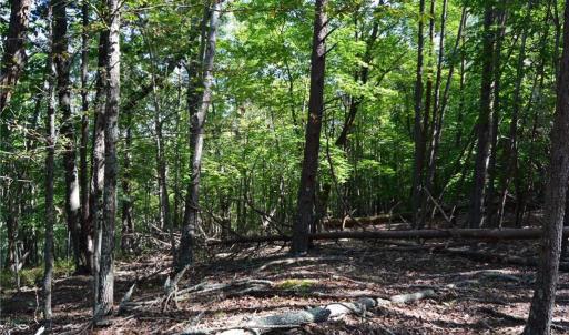 Photo #10 of Tract D Hanging Rock Forest, Danbury, NC 14.0 acres