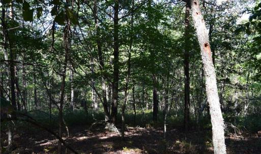 Photo #11 of Tract D Hanging Rock Forest, Danbury, NC 14.0 acres