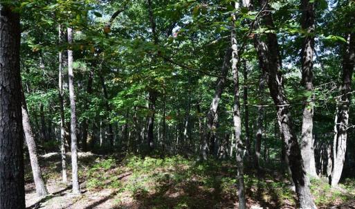 Photo #4 of Tract D Hanging Rock Forest, Danbury, NC 14.0 acres