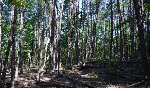 Photo #8 of Tract D Hanging Rock Forest, Danbury, NC 14.0 acres