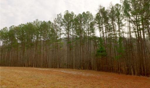 Photo #13 of 3351 NC Highway 66, Westfield, NC 16.5 acres