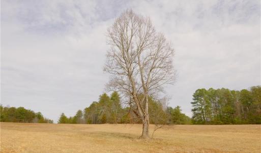 Photo #11 of 3351 NC Highway 66, Westfield, NC 16.5 acres