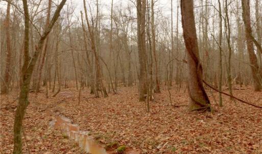 Photo #14 of 3361 NC Highway 66, Westfield, NC 28.8 acres