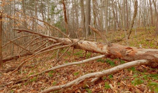 Photo #18 of 3361 NC Highway 66, Westfield, NC 30.5 acres