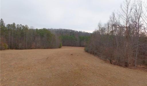 Photo #7 of 3361 NC Highway 66, Westfield, NC 32.4 acres