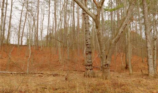 Photo #19 of 3361 NC Highway 66, Westfield, NC 32.4 acres