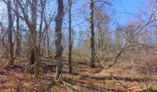 Photo #13 of 5 Roby Fulk, Pinnacle, NC 10.1 acres