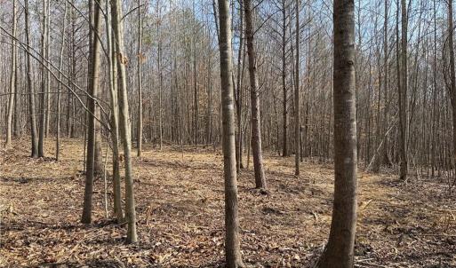 Photo #6 of 1200 Purcell, Reidsville, NC 64.9 acres
