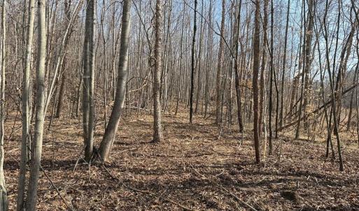 Photo #46 of 1200 Purcell, Reidsville, NC 64.9 acres