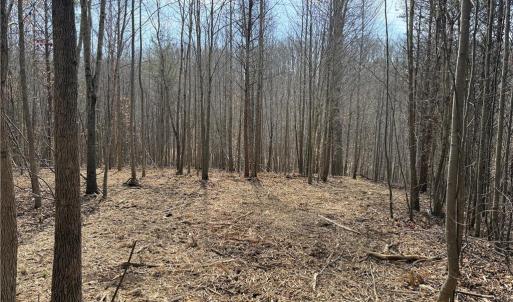 Photo #3 of 1200 Purcell, Reidsville, NC 64.9 acres