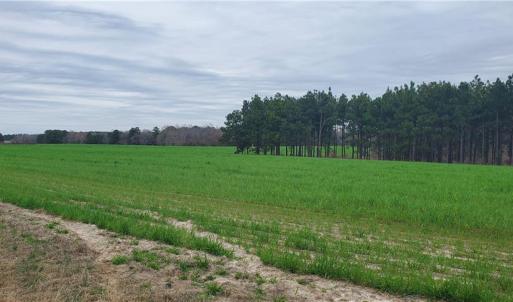 Photo #3 of 650 Farmers Market, Biscoe, NC 75.9 acres