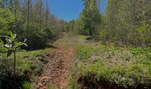 One of the many cut trails!
