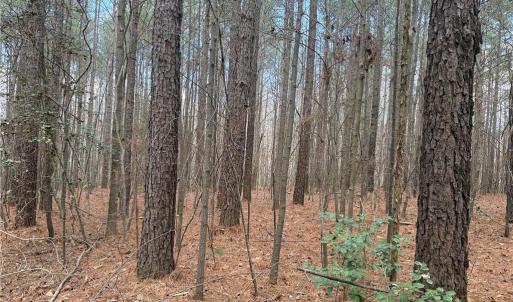 Photo #19 of Lot 8 Thompson, Seagrove, NC 11.0 acres