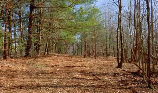 Photo #10 of 2482 Sisk, Lawsonville, NC 8.3 acres