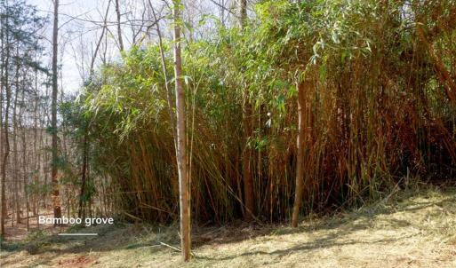 Photo #14 of 2482 Sisk, Lawsonville, NC 8.3 acres