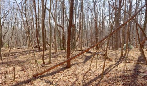 Photo #18 of 2482 Sisk, Lawsonville, NC 8.3 acres