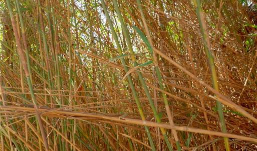 Photo #15 of 2482 Sisk, Lawsonville, NC 8.3 acres