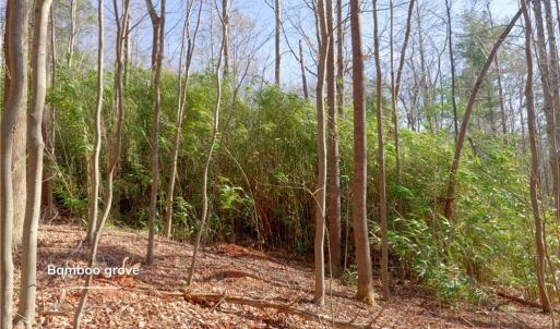 Photo #13 of 2482 Sisk, Lawsonville, NC 8.3 acres