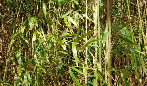 Photo #16 of 2482 Sisk, Lawsonville, NC 8.3 acres