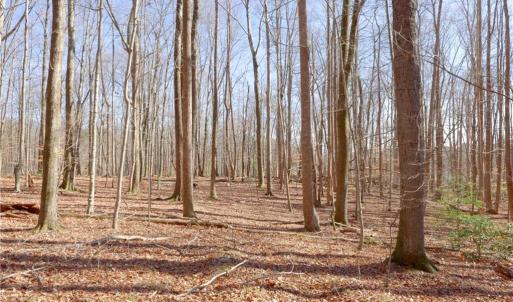 Photo #22 of 2482 Sisk, Lawsonville, NC 8.3 acres