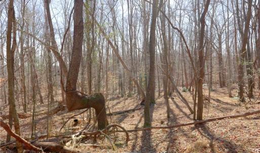 Photo #19 of 2482 Sisk, Lawsonville, NC 8.3 acres
