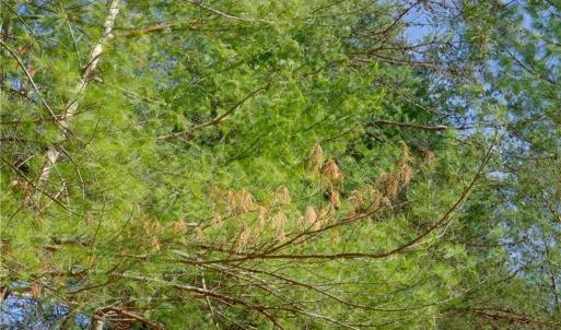 Photo #8 of 2482 Sisk, Lawsonville, NC 8.3 acres