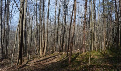 Photo #46 of 1284-1516 Tom Mix, Westfield, NC 95.0 acres