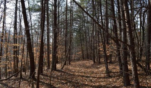 Photo #47 of 1284-1516 Tom Mix, Westfield, NC 95.0 acres