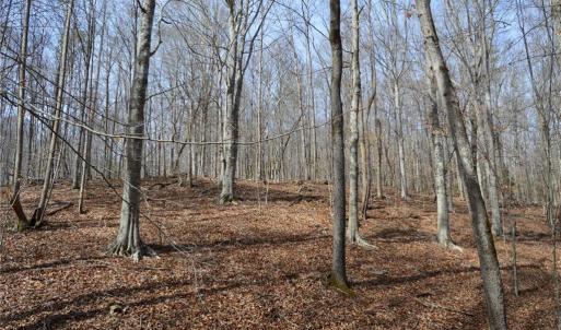 Photo #26 of 1284-1516 Tom Mix, Westfield, NC 95.0 acres