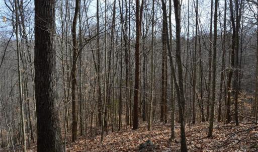 Photo #20 of 1284-1516 Tom Mix, Westfield, NC 95.0 acres