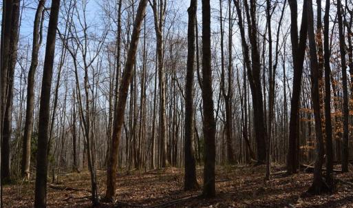 Photo #13 of 1284-1516 Tom Mix, Westfield, NC 95.0 acres
