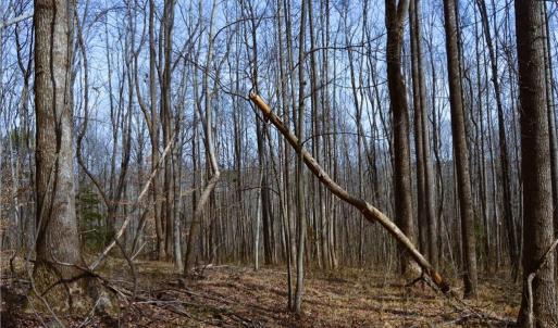 Photo #16 of 1284-1516 Tom Mix, Westfield, NC 95.0 acres