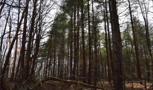 Photo #12 of 1284-1516 Tom Mix, Westfield, NC 95.0 acres