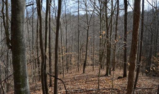 Photo #22 of 1284-1516 Tom Mix, Westfield, NC 95.0 acres