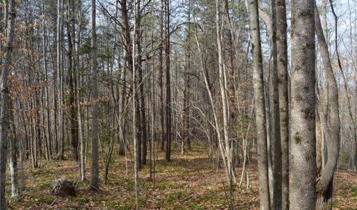 Photo #34 of 1284-1516 Tom Mix, Westfield, NC 95.0 acres