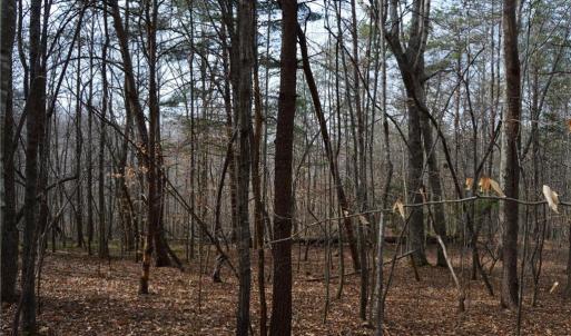 Photo #33 of 1284-1516 Tom Mix, Westfield, NC 95.0 acres