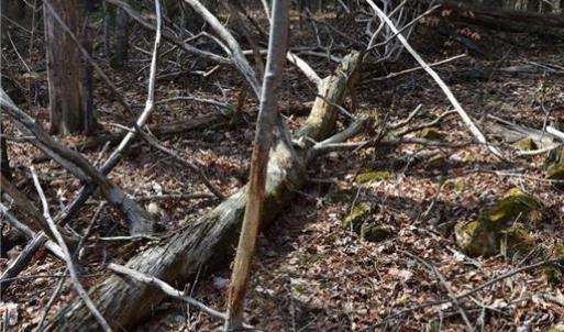 Photo #14 of 1284-1516 Tom Mix, Westfield, NC 95.0 acres