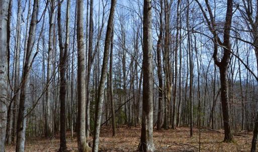 Photo #18 of 1284-1516 Tom Mix, Westfield, NC 95.0 acres