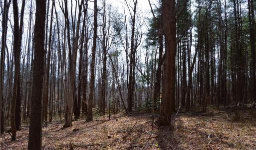 Photo #15 of 1284-1516 Tom Mix, Westfield, NC 95.0 acres