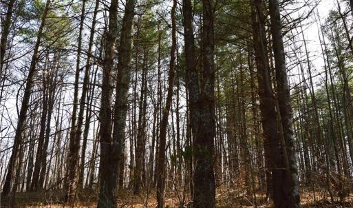 Photo #11 of 1284-1516 Tom Mix, Westfield, NC 95.0 acres
