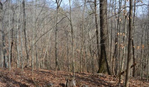Photo #19 of 1284-1516 Tom Mix, Westfield, NC 95.0 acres