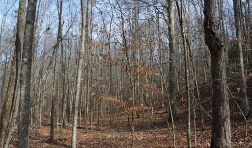 Photo #44 of 1284-1516 Tom Mix, Westfield, NC 95.0 acres