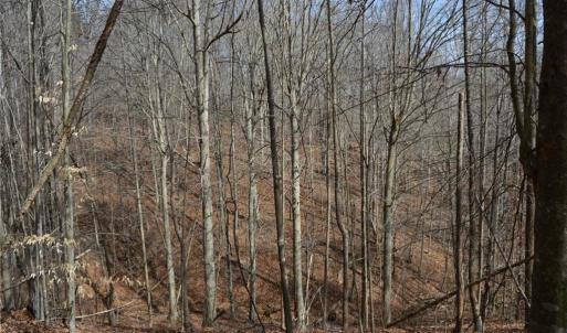 Photo #21 of 1284-1516 Tom Mix, Westfield, NC 95.0 acres