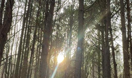 Photo #4 of Mack, Seagrove, NC 24.3 acres