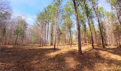 Photo #16 of 3341 NC Highway 66, Westfield, NC 16.2 acres