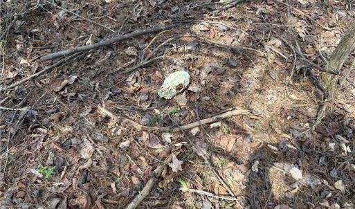 Photo #20 of Doll Branch, Milton, NC 64.7 acres