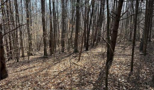 Photo #21 of Doll Branch, Milton, NC 64.7 acres