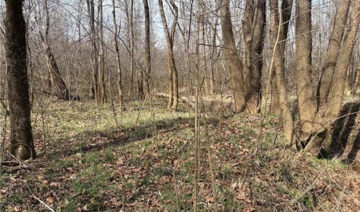Photo #33 of Doll Branch, Milton, NC 64.7 acres