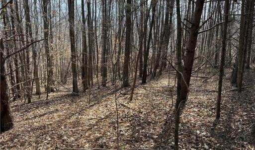 Photo #21 of Doll Branch, Milton, NC 64.7 acres